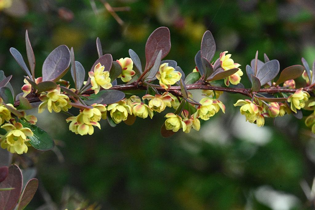 2025-05027016 Pointe Rok, MA.JPG - Japanese Barberry. Pointe Rok neighborhood, MA, 5-2-2025